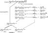 The formation, occurrence, and function of β.